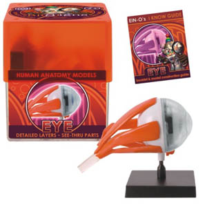 EYE-HUMAN ANATOMY MODEL 