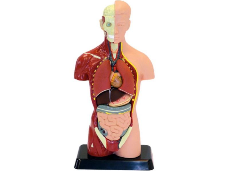 ANATOMY 2795