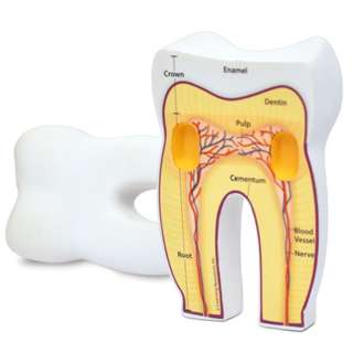HUMAN TOOTH MODEL..