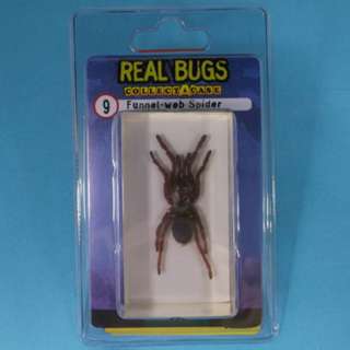 REAL BUGS-FUNNEL WEB SPIDER 
SKU:240428