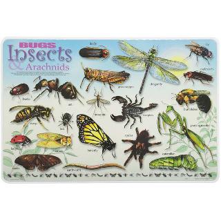 PLACEMAT BUGS INSECTS &