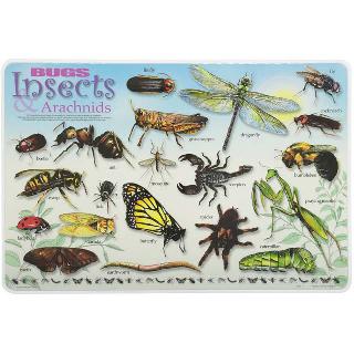 PLACEMAT BUGS INSECTS & ARACHNIDS
SKU:261899