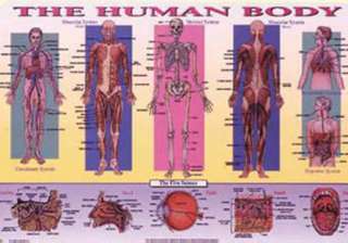 PLACEMAT THE HUMAN BODY 
SKU:261891