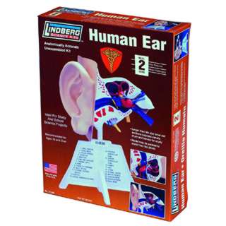 HUMAN EAR ANATOMY MODEL KIT